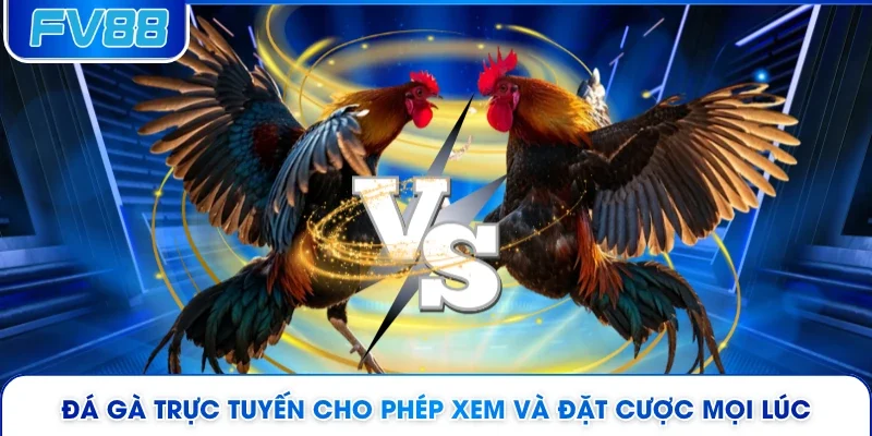 Đá gà trực tuyến cho phép xem và đặt cược mọi lúc